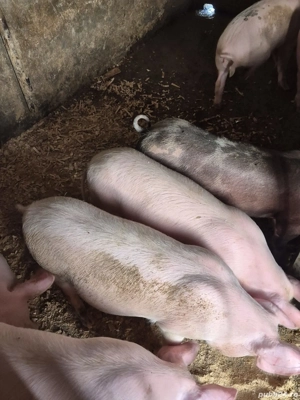 Disponibil soldani  - imagine 5