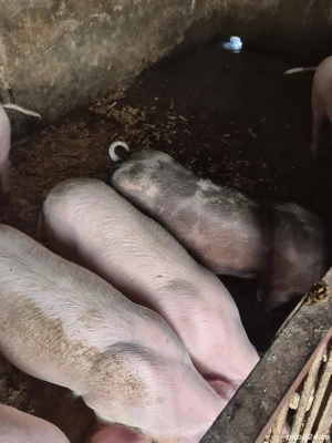 Disponibil soldani  - imagine 2