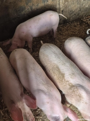 Disponibil soldani  - imagine 4