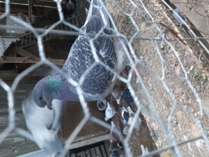 Porumbei standard  - imagine 2