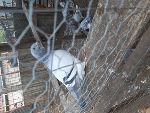 Porumbei standard  - imagine 3