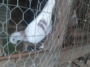 Porumbei standard  - imagine 4