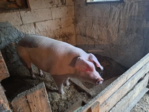 Purcea de vânzare 20 lei kg - imagine 4