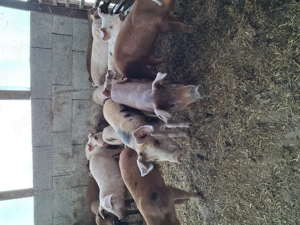 Vând purcei petran și durok - imagine 2