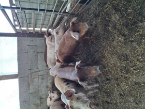 Vând purcei petran și durok