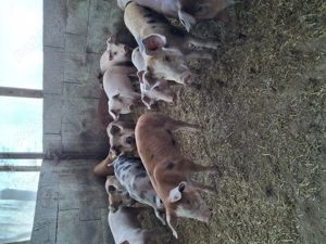 Vând purcei petran și durok - imagine 3