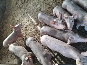 Vând purcei petran și durok - imagine 5