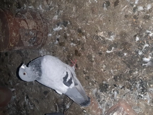 Porumbei standard  - imagine 5