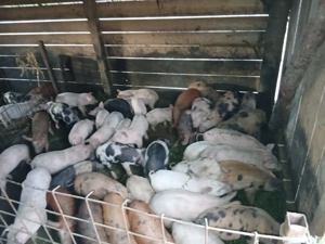 purcei de vanzare  - imagine 2