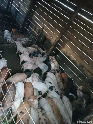 purcei de vanzare  - imagine 3