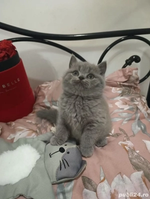 British Shorthair blue  - imagine 3