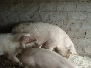 Porci marele alb cu landras 