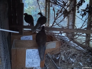 vand fazani arginti  - imagine 3