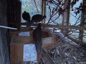 vand fazani arginti  - imagine 2