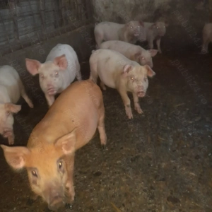 Purcei de vanzare  - imagine 3 Purcei de vanzare  - imagine 3