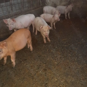 Purcei de vanzare  - imagine 4 Purcei de vanzare  - imagine 4