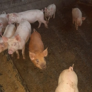 Purcei de vanzare  - imagine 2 Purcei de vanzare  - imagine 2