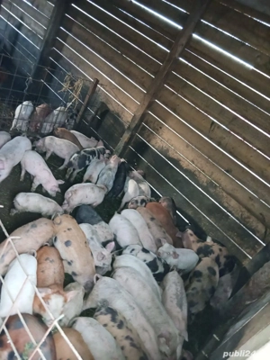 purcei de vanzare  - imagine 5