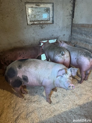 porci 130-150kg - imagine 3