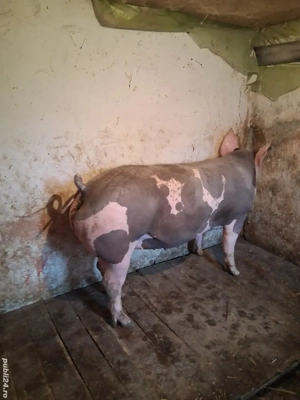 scrofita pietrean  - imagine 2