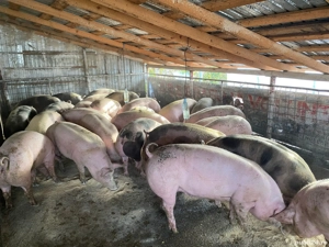 Porci pentru Craciun  - imagine 2