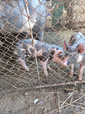 purcei pietran fără par  - imagine 2 purcei pietran fără par  - imagine 2