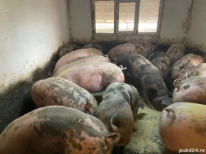 Porci pentru Craciun