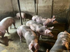 Porci pentru Craciun