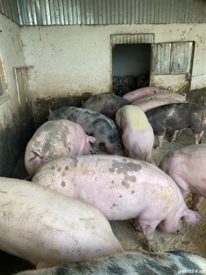 Porci pentru Craciun  - imagine 5