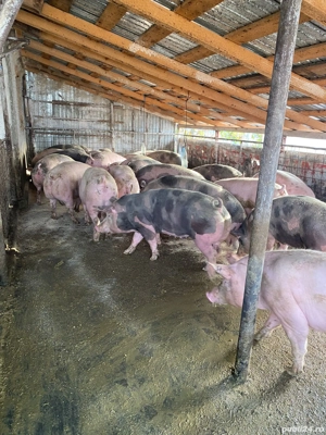 Porci pentru Craciun  - imagine 2 Porci pentru Craciun  - imagine 2