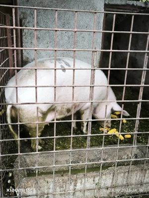 Purcea frumoasă crescuta bio 