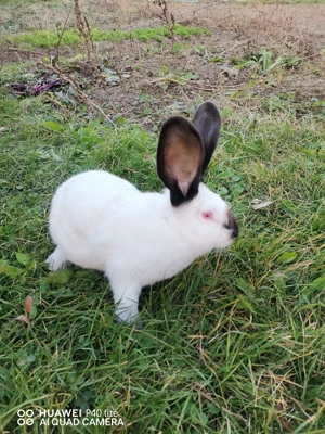 Iepuri uriaş de Transilvania şi fluture German