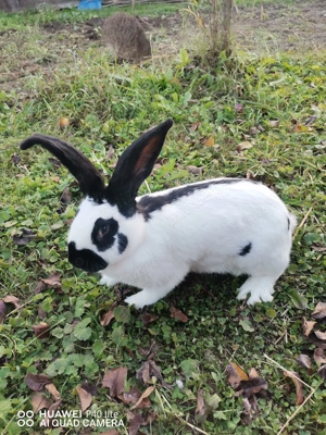 Iepuri uriaş de Transilvania şi fluture German - imagine 5 Iepuri uriaş de Transilvania şi fluture German - imagine 5