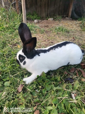 Iepuri uriaş de Transilvania şi fluture German - imagine 4 Iepuri uriaş de Transilvania şi fluture German - imagine 4