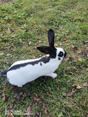 Iepuri uriaş de Transilvania şi fluture German - imagine 8 Iepuri uriaş de Transilvania şi fluture German - imagine 8