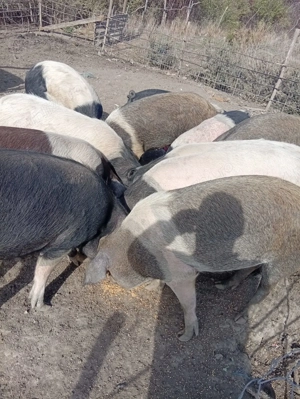 Vând porci crescuți bio 