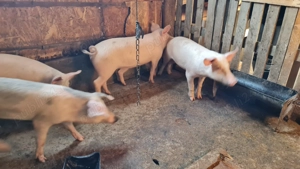 Porci pentru proțap între 50kg și 80kg  - imagine 2