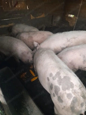 Porci mari de vânzare 