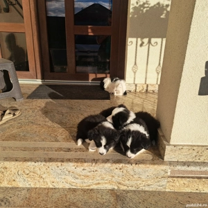 Vind cățeii Border collie  - imagine 2 Vind cățeii Border collie  - imagine 2