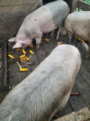 Porci mari de vânzare  - imagine 2