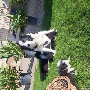Vind cățeii Border collie  - imagine 3 Vind cățeii Border collie  - imagine 3