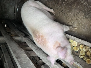 Vând porc de peste 180 kg - imagine 2