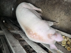 Vând porc de peste 180 kg