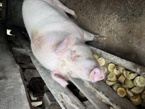 Vând porc de peste 180 kg - imagine 3