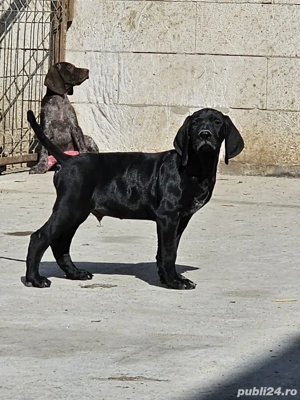 Brac german cu parul scurt - imagine 3 Brac german cu parul scurt - imagine 3