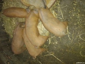 mangalita cu duroc  - imagine 2 mangalita cu duroc  - imagine 2