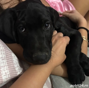 Brac german cu parul scurt