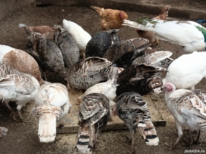 curci,curcani și un păun  - imagine 2 curci,curcani și un păun  - imagine 2