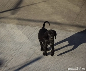 Brac german cu parul scurt - imagine 2 Brac german cu parul scurt - imagine 2