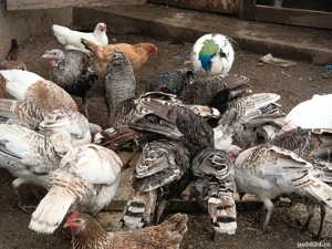 curci,curcani și un păun  - imagine 4 curci,curcani și un păun  - imagine 4